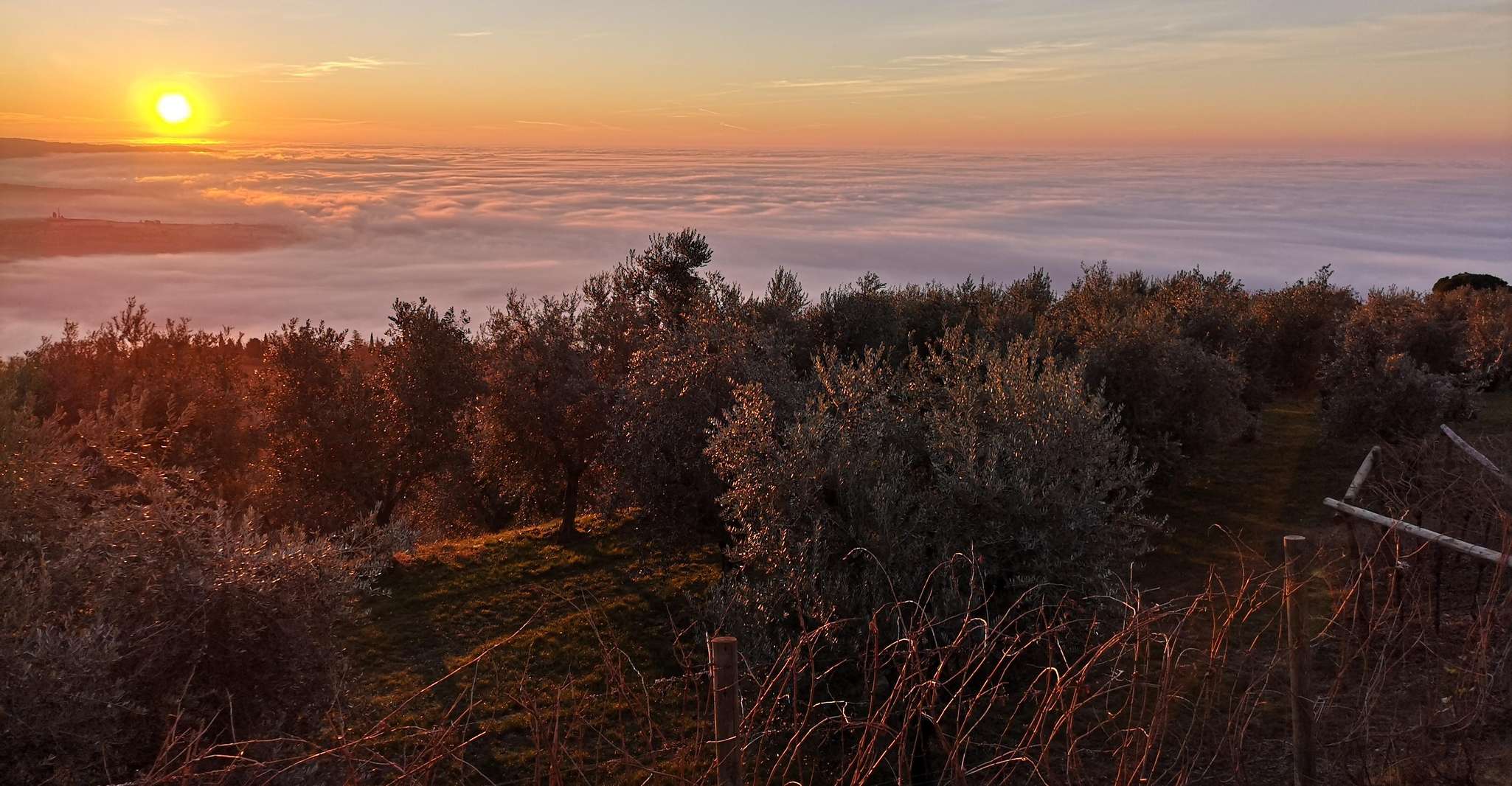 Fumane, olijfolie proeverij op de heuvels van Valpolicella - Housity