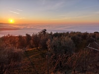 Fumane, olijfolie proeverij op de heuvels van Valpolicella - Housity