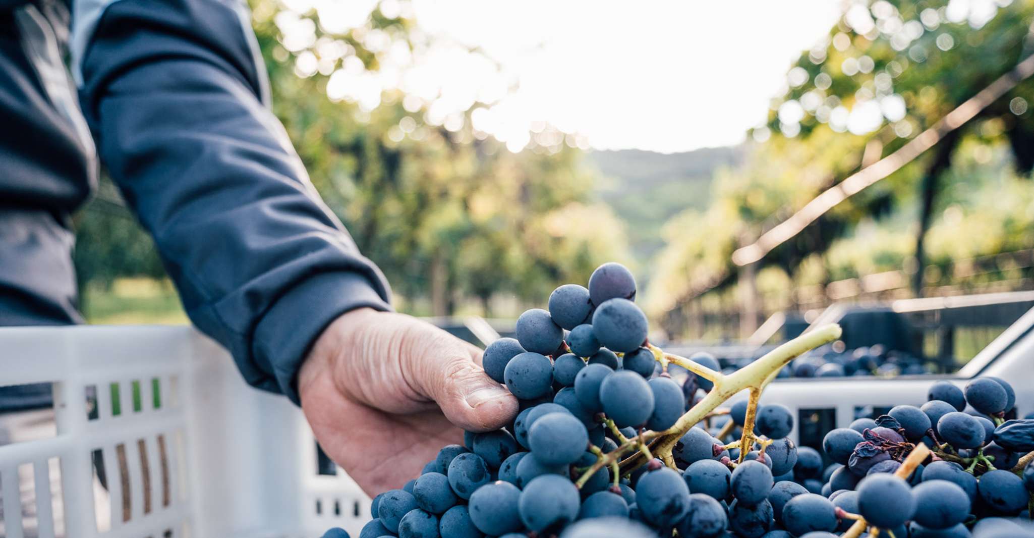 Fumane, Wine Tasting in a family-run winery in Valpolicella - Housity