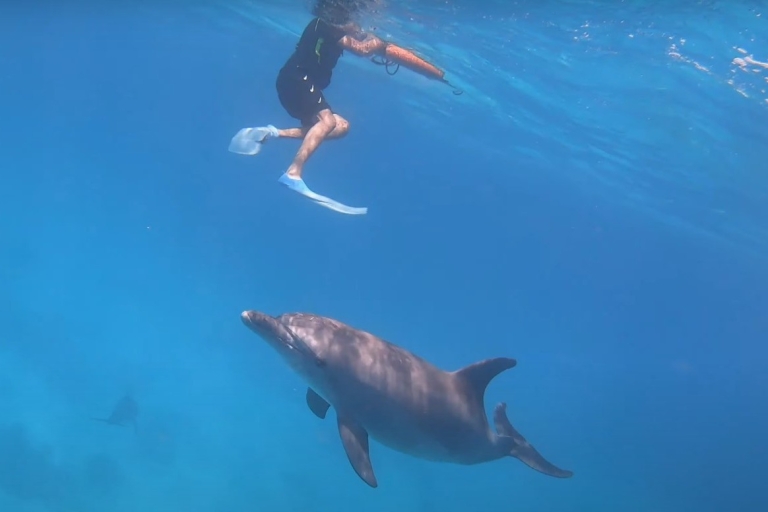 Sahl Hasheesh: Dolfijnen kijken en snorkelen met lunch
