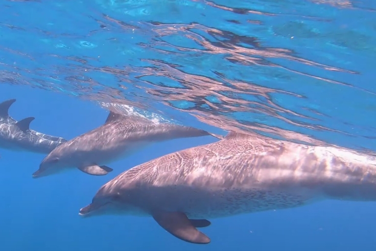 Hurghada: île d'Orange, safari, excursion de 3 jours à Dolphin HouseDepuis Hurghada