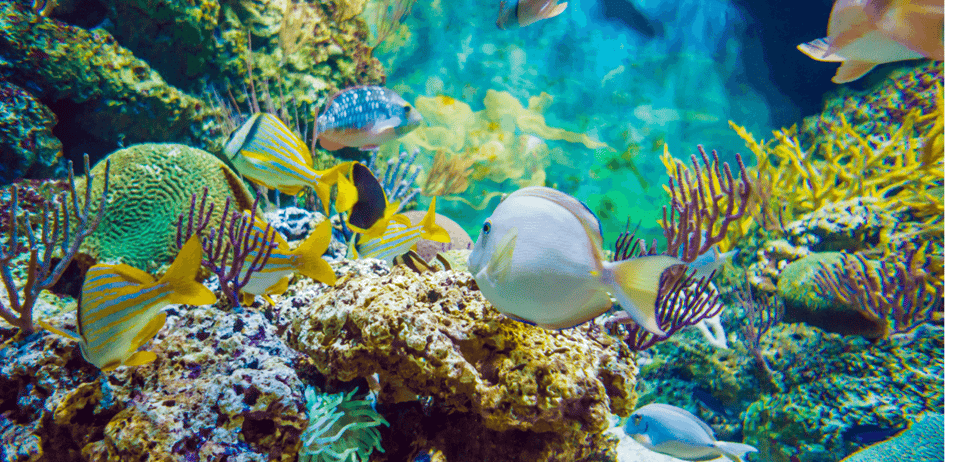 Brazilian Reef Fishes Book is the Most Comprehensive Reference to Date, Reef Builders