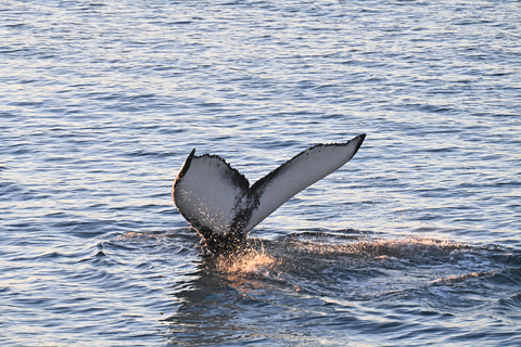 Reykjavik: 6-Day Iceland Tour with Accommodation