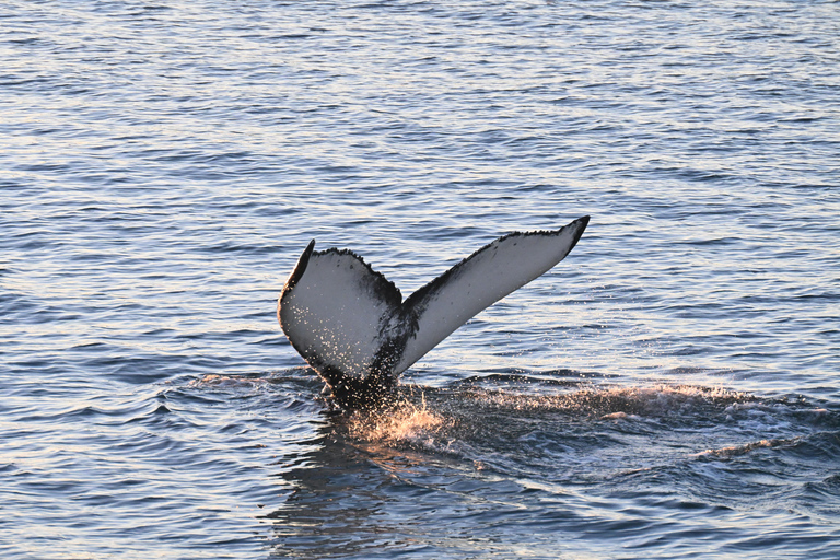 Reykjavik: 6-Day Iceland Tour with Accommodation