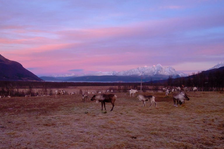 Tromsø: alimentação de renas e chance de ver a aurora boreal