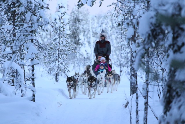 Visit Self driven 5km husky sleig ride adventure in Rovaniemi