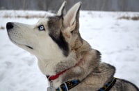 Self driven 5km husky sleig ride adventure - Housity
