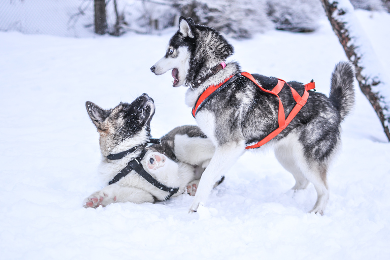 Aventure en traîneau à huskies de 5 km en conduite autonome