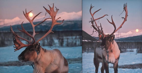 Reindeer Feeding & a Chance of Northern Light with Dinner