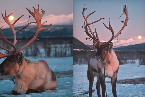 Tromsø: Reindeer Feeding & Chance of Northern Lights Viewing