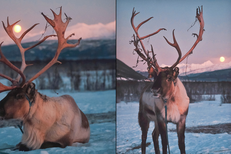 Tromsø: Reindeer Feeding & Chance of Northern Lights Viewing