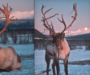 Tromsø: Reindeer Feeding & Chance of Northern Lights Viewing