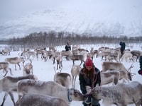 Tromsø, Reindeer Feeding and Sami Cultural Experience - Housity
