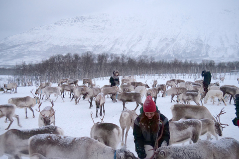 Tromsø: rendieren voeren en Sami culturele ervaringOchtend vertrek