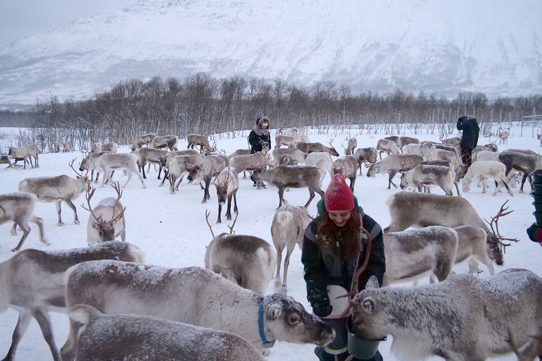 Tromsø: alimentação de renas e experiência cultural samiPartida pela manhã