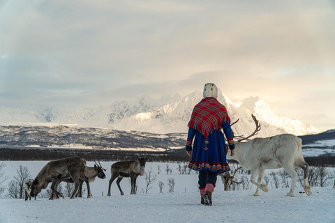 Tromsø : Alimentation des rennes et expérience culturelle samiDépart le matin