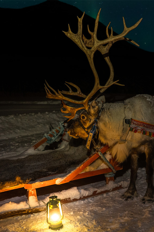 トロムソ：トナカイそりでオーロラを見るチャンス | GetYourGuide