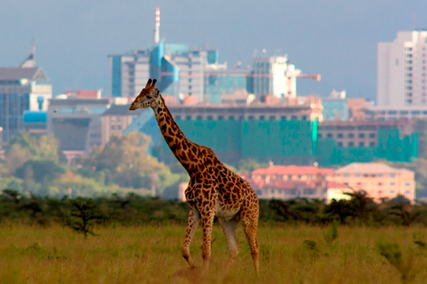 Nairobi National Park, Baby Elephant,& Giraffe Center Tour Park Entrance fees Included- Park, Elephant & Giraffe center