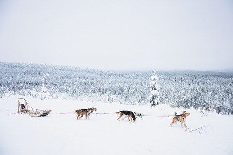 Levi: 15 kilometer lång självkörande Husky-turLevi: 15 kilometer självkörande Husky Tour