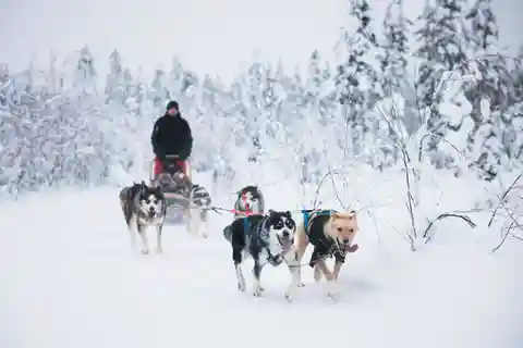Levi: 15 kilometers selvkørende husky-tur