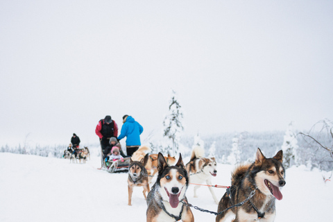 Levi: 15-Kilometres Self-Driving Husky Tour