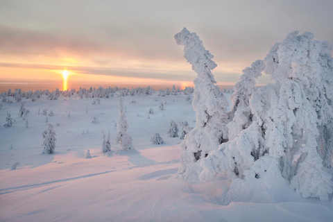 From Rovaniemi: Winter Wonderland Hike with a Hot Drink