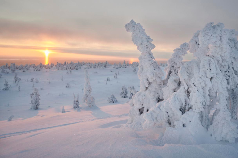 From Rovaniemi: Winter Wonderland Hike with a Hot Drink