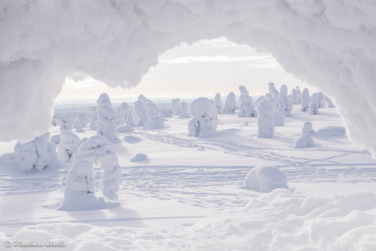 From Rovaniemi: Winter Wonderland Hike with a Hot Drink