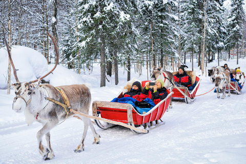 Rovaniemi: Paseo en trineo de renos con bebida caliente y galletas