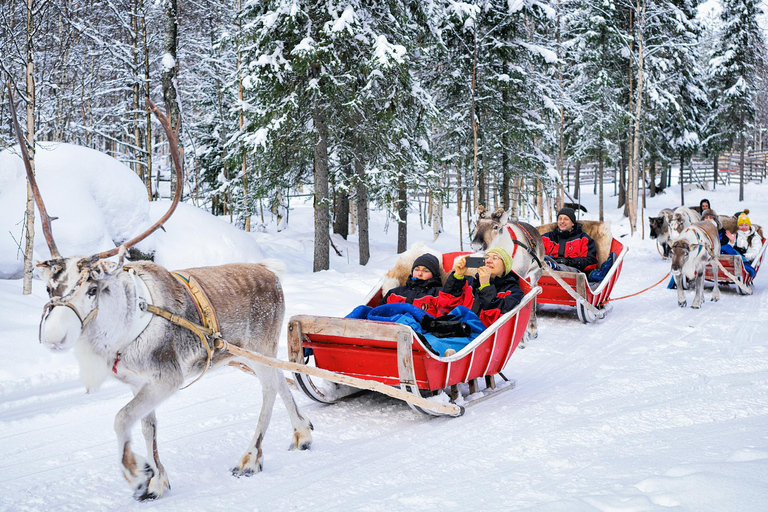 Rovaniemi: Slädtur med renar, varm dryck och kakorRovaniemi: Rensläde med varm dryck och kakor