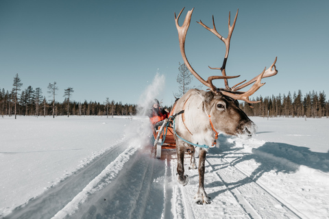 Rovaniemi: Paseo en trineo de renos con bebida caliente y galletas