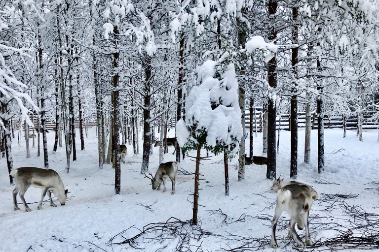 Rovaniemi: Slädtur med renar, varm dryck och kakorRovaniemi: Rensläde med varm dryck och kakor