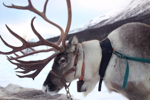 Rovaniemi: Rendiersleetocht met warme drank en koekjesRovaniemi: rendiersledetocht met warm drankje en koekjes