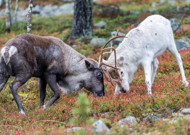 Visit Rovaniemi Summer Reindeer Farm Experience in Ylläs