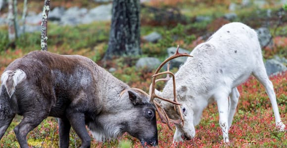 Rovaniemi: Summer Reindeer Farm Experience