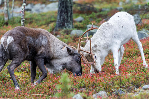 Rovaniemi: Summer Reindeer Farm Experience