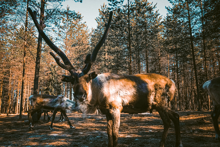 Rovaniemi: zomerse rendierboerderijervaring