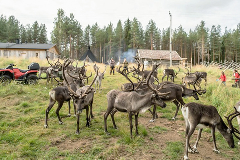 Rovaniemi: Summer Reindeer Farm Experience