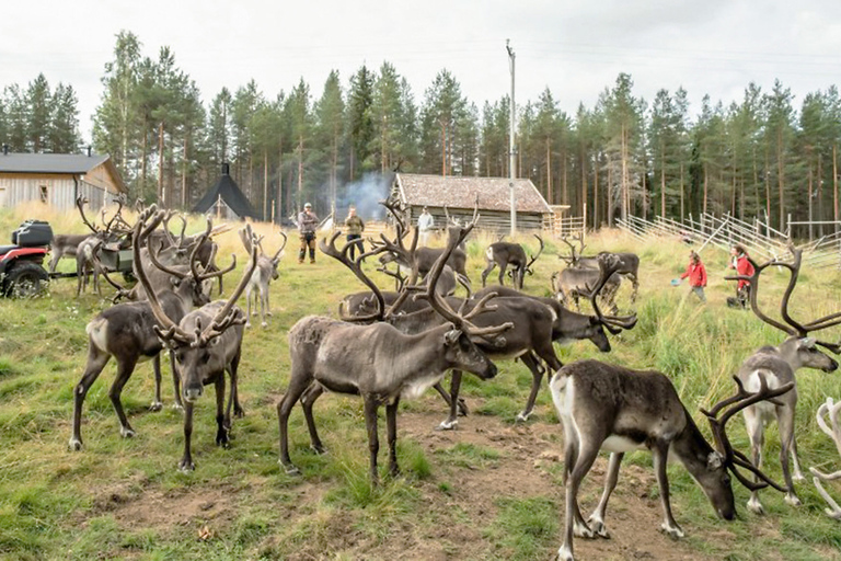 Rovaniemi: Experiencia estival en una granja de renos