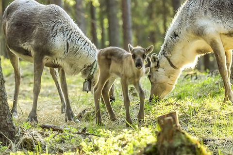 Rovaniemi : expérience estivale dans une ferme de rennes