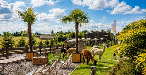 Near Krakow: Lead an Alpaca on a Relaxed Vineyard Walk