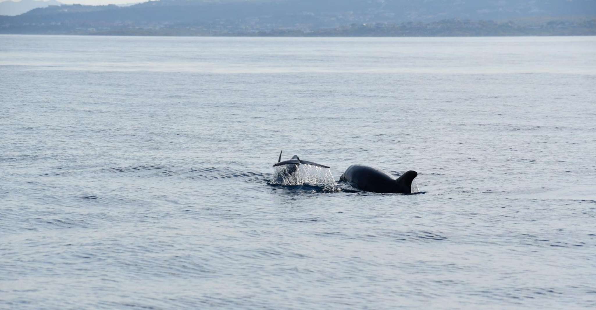 Olbia, Dolphin Watching and Snorkeling Boat Tour - Hizvo