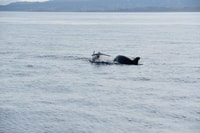 Olbia, Dolphin Watching und Schnorcheln Bootstour - Hizvo