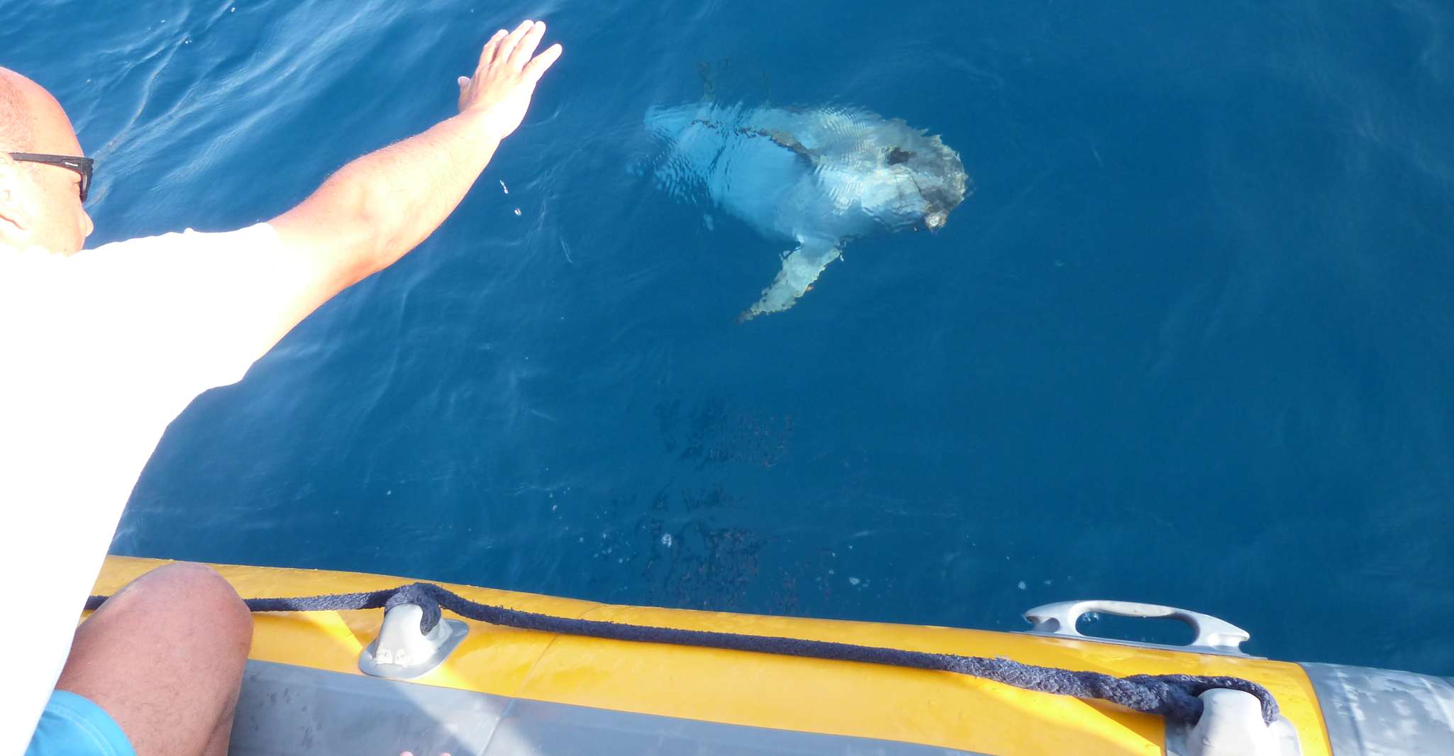 Olbia, Dolphin Watching and Snorkeling Boat Tour - Hizvo