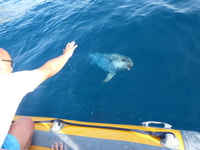 Olbia, Dolphin Watching und Schnorcheln Bootstour - Hizvo
