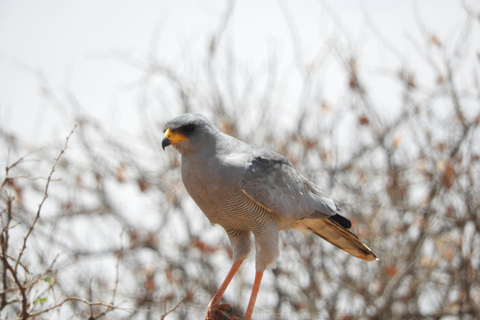 Private Nairobi National Park Drive in 4*4 landcruiser