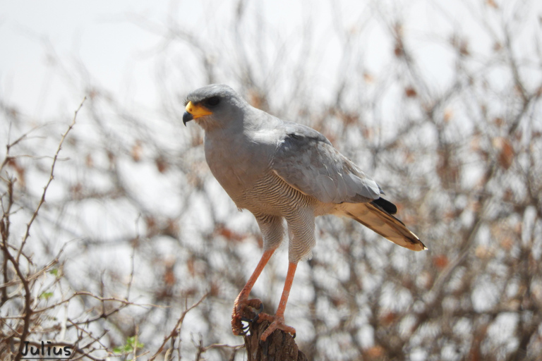 Private Nairobi National Park Drive in 4*4 landcruiser