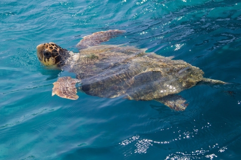 Zakynthos: boottocht met gids naar schildpaddeneiland met zwemmen