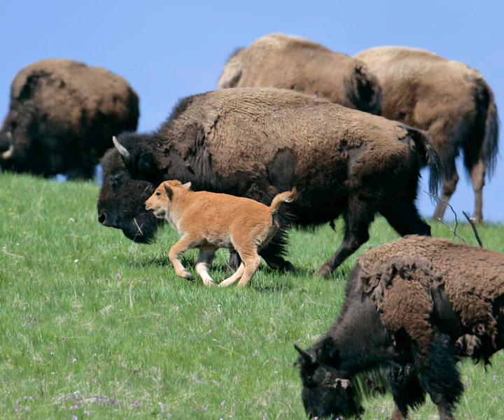Silver Gate: Private Yellowstone Lamar Valley Wildlife Tour