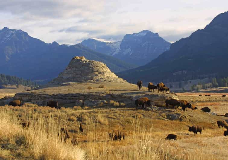 Silver Gate: Private Yellowstone Lamar Valley Wildlife Tour | GetYourGuide